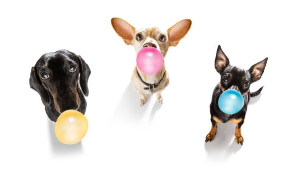 dog or dogs chewing bubble gum curious couple row of dogs looking up to owner waiting or sitting patient to play or go for a walk with  chewing bubble gum ,   isolated on white background pražský krysařík stock pictures, royalty-free photos & images