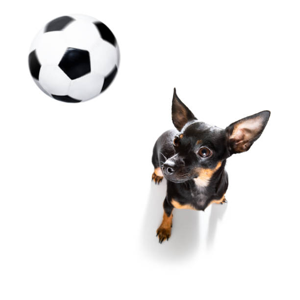 istock soccer football dog 1288878500