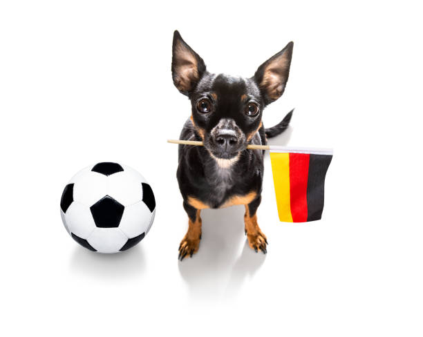 istock soccer football dog 1288878633