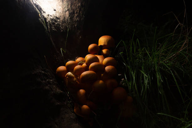 toxic mushrooms inside a cave in the forest