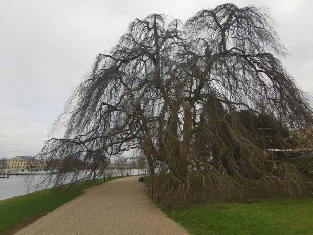 istock In winter tree without leaves in Schwerin Germany 1288879982