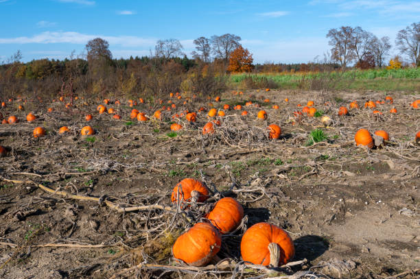 istock Ripe orange pumpkins on a field 1288881307