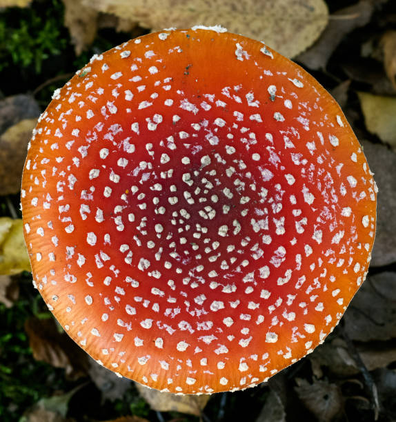 istock Cap of a  red fly agaric musroom 1288881333
