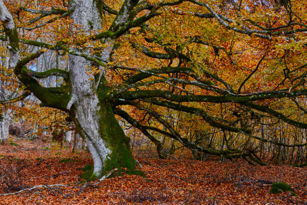 istock Colored forest in autumn,Basque Country 1288883526