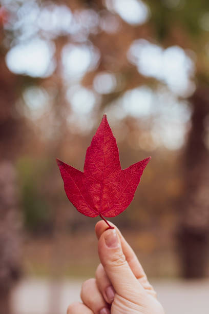istock A red maple leaf in a woman's hand in the garden 1288883531