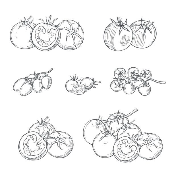 illustrations, cliparts, dessins animés et icônes de esquisser les légumes. illustration vectorielle - cherry tomato