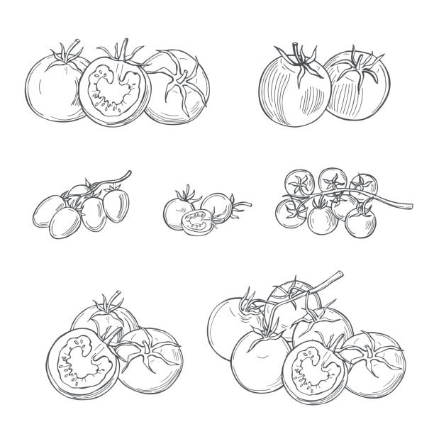Hand Drawn Tomato Vector Art Icons And Graphics For Free Download Hand Drawn Tomato Vector Art Icons And Graphics For Free Download