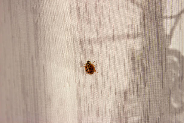 istock Ladybug. Red with black dots. Crawls on the gray fabric (curtain). 1288883880