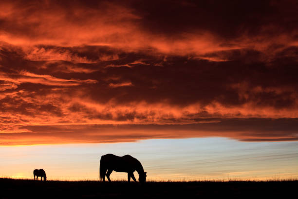 Two horses grazing against a stunning sunset on the great plains. Image taken in Alberta, Canada.