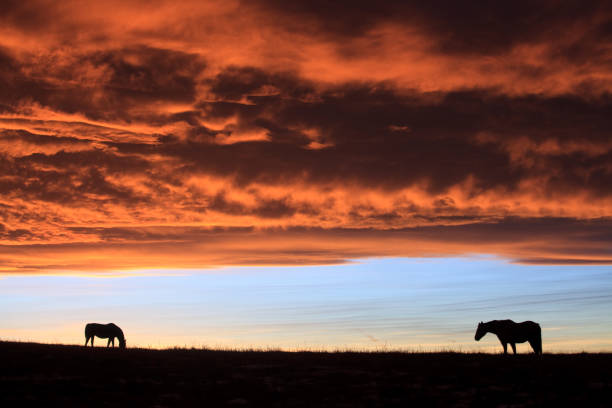 istock Two Horses Grazing On The Great Plains 1288885367