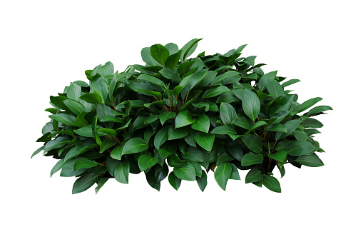 Green leaves hosta plant bush, lush foliage tropic garden plant isolated on white background with clipping path.