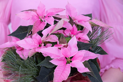 girl in a pink dress holding a bouquet of Christmas flowers on a white background