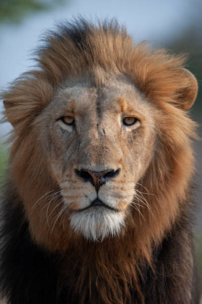 istock Male lion in the Wild 1288889378