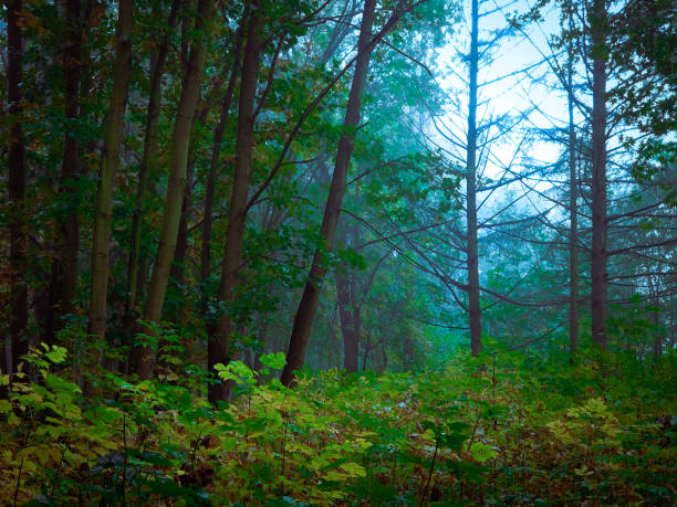 istock Morning forest in thick fog. Mystical landscape. 1288889479