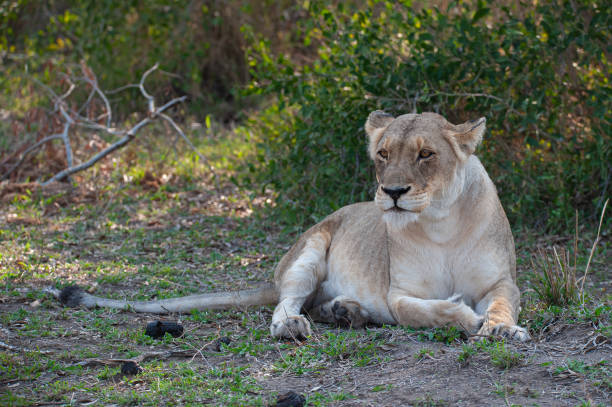 istock Female Lion in the Wild 1288889531