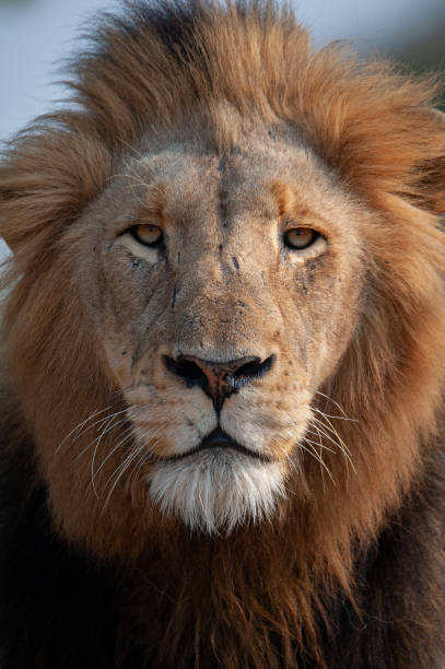 istock Male lion in the Wild 1288889806