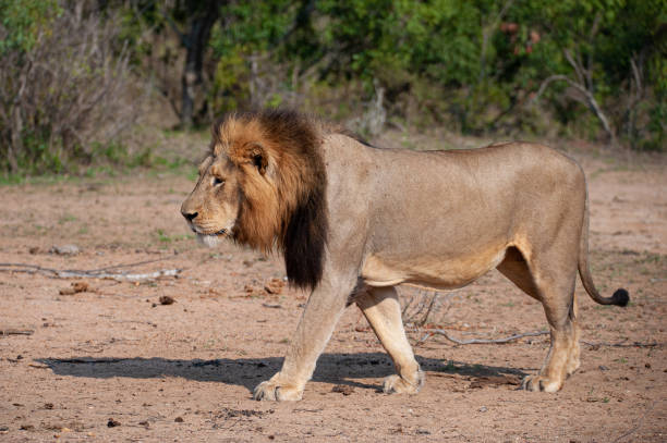istock Male lion in the Wild 1288890145