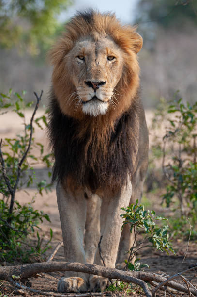 istock Male lion in the Wild 1288890853