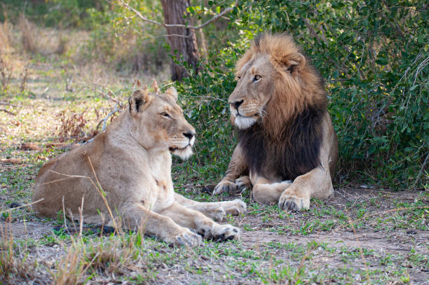 istock Male and Female Lion 1288890861