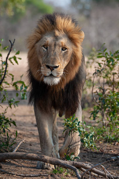 istock Male lion in the Wild 1288890873