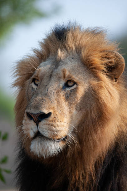 istock Male lion in the Wild 1288890953