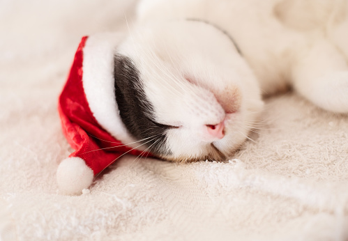 Adorable little cat wearing a tiny Santa hat sleeping on a carpet during the Christmas holidays