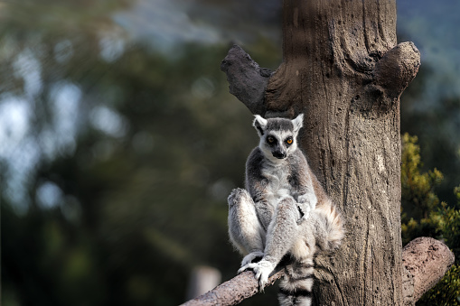 Lemur lounges on a tree limb as he looks down in forest setting.