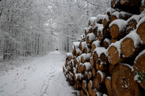 istock The first snow fell in the forest 1288892137