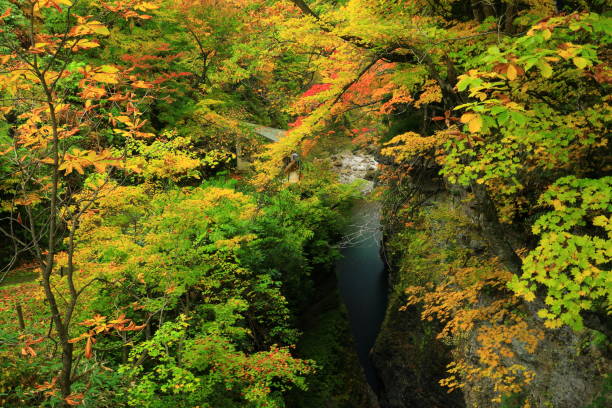 istock Valley of autumn leaves 1288892512