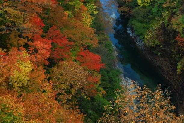 istock Valley of autumn leaves 1288892563