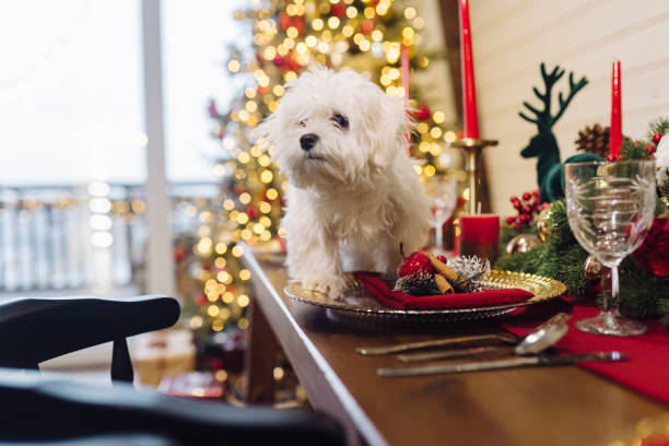 Small white terrier on a decorative christmas table stock photo