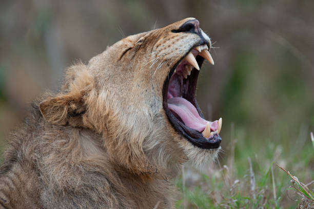 istock Young Male Lion Yawning 1288893847