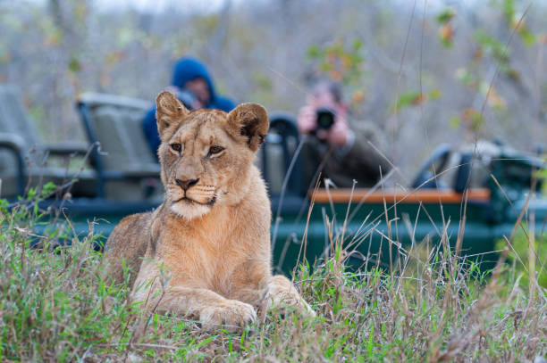A couple of young adults walk with lions contributing to a local reservation wildlife program close to Victoria Falls in Zimbabwe.