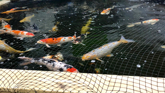 Stock photo showing garden centre raised pond tank containing red and white kohaku koi carp in for sale. Garden netting covers the pond to stop fish jumping out of the water and also to deter predators such as herons.