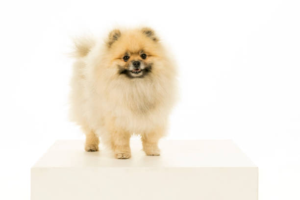 istock Small Pomeranian puppy standing isolated on a white background 1288895600