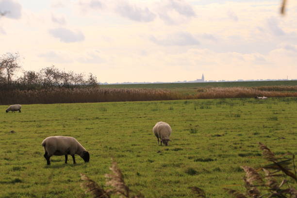 istock Peace and idyll in the Bodden landscape near Zingst 1288895867