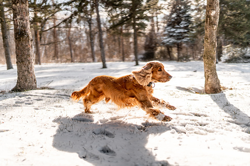 Happy cute dog running  through snow in nature on sunny day