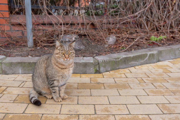 istock Fluffy multi-colored cat sits on the sidewalk. The cat has an interesting original coat color. 1288896868