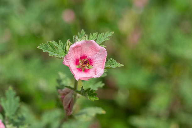 munros globemallow (sphaeralcea munroana) - munros foto e immagini stock