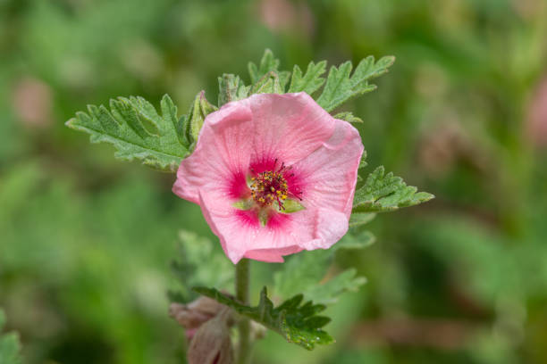 munros globemallow (sphaeralcea munroana) - munros foto e immagini stock