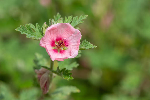 munros globemallow (sphaeralcea munroana) - munros foto e immagini stock