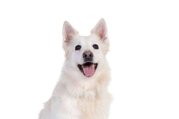 istock White swiss shepherd dog portrait facing the camera isolated on a white background 1288897284
