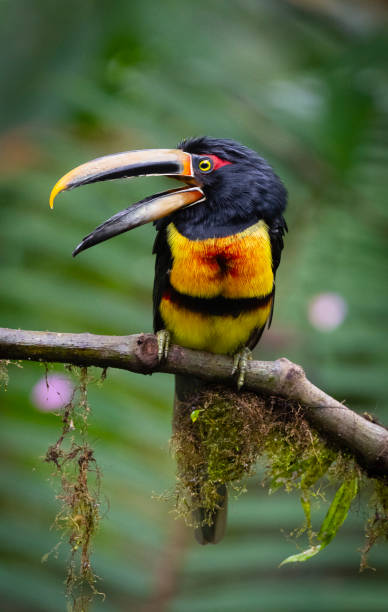istock Collared Aracari, pale-mandibled subspecies. 1288898011