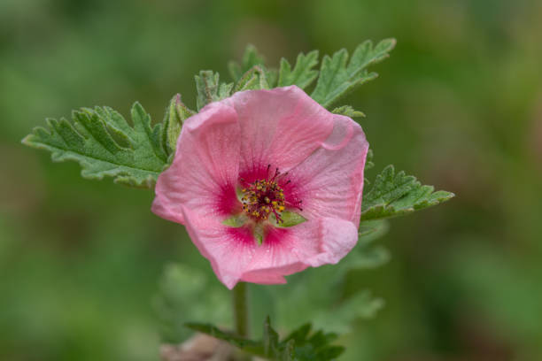 munros globemallow (sphaeralcea munroana) - munros foto e immagini stock