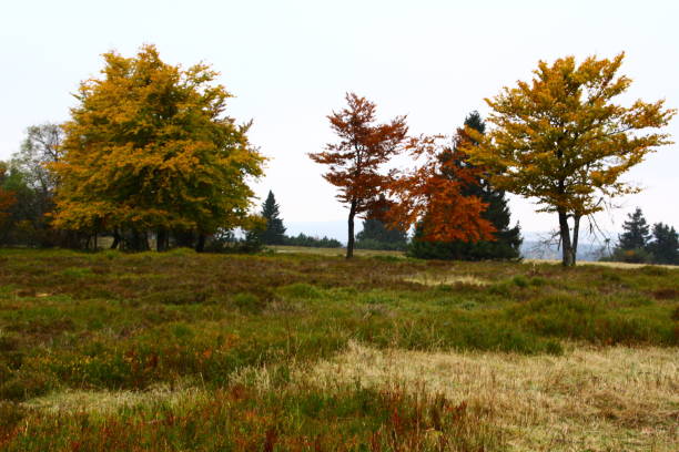 istock Autumn day with lots of sunshine 1288898036