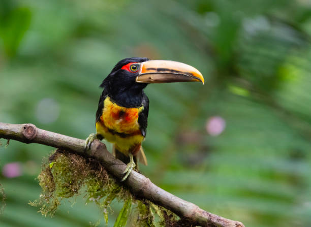 istock Collared Aracari, pale-mandibled subspecies. 1288898157