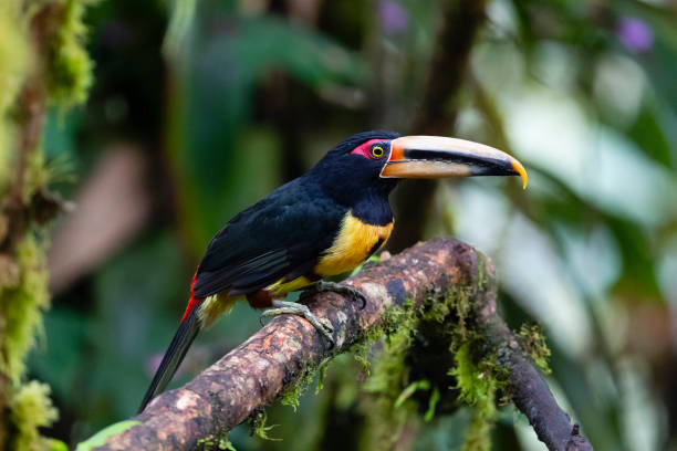 istock Collared Aracari, pale-mandibled subspecies. 1288898205