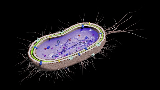 Bacteria cortada, Gram negativo, con ADN, ribosomas, proteínas, poros, plásmidos y citosol. Renderizado en 3D, Blender photo