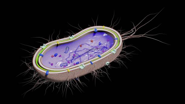 細菌は、グラム陰性、dna、リボソーム、タンパク質、毛穴、プラスミドおよびサイトゾルを有する。3d レンダリング,ブレンダー - プラスミド ストックフォトと画像