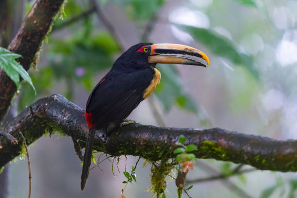 aracari z kołnierzem, podgatunek bladozmych. - 24425 zdjęcia i obrazy z banku zdjęć